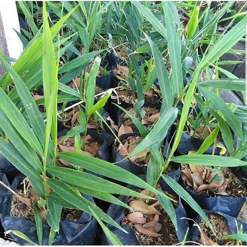 

Terlaris Terbaik Bibit Tanaman Jahe Merah/Jahe Sunti