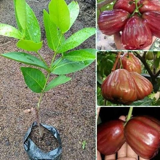 

Terlaris Bibit Pohon Jambu Air Dalhari - Tanaman Jambu Dalhari Unggul