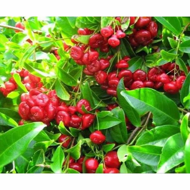 

Terlaris Bibit Tanaman Pohon Buah Jambu Kancing Merah/Murah Berkualitas Terbaik