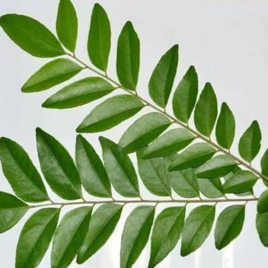 

Terlaris Bibit Daun Salam Koja