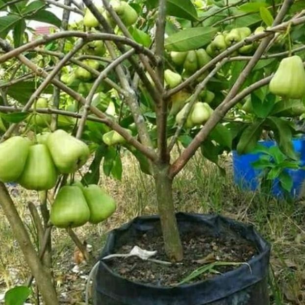 Terlaris Bibit Tanaman Buah Jambu Air Madu Deli Jumbo