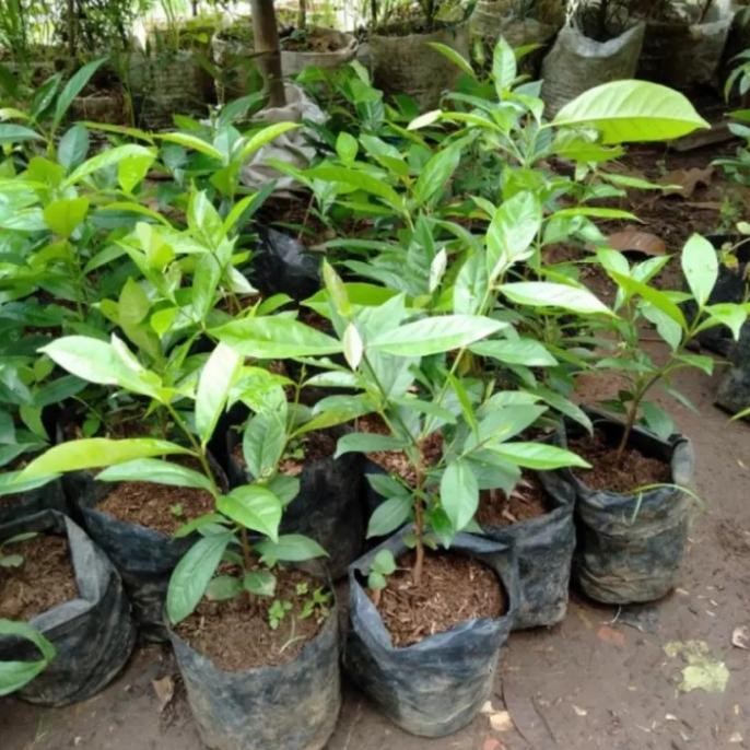 

Terlaris Bibit Tanaman Rempah Salam Daun Salam Bumbu Masak Eeee