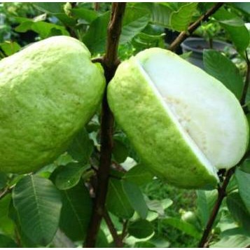 

Terlaris Bibit Buah Jambu Sukun Kristal - Tinggi 60Cm