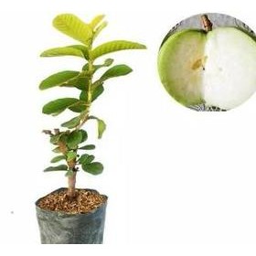 

Terlaris Bibit Jambu Kristal Putih Tanpa Biji 50 Cm