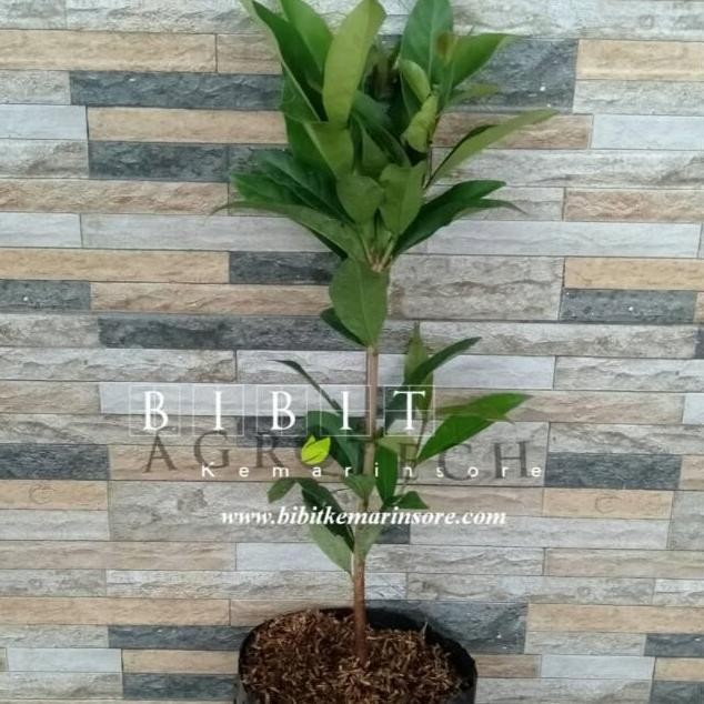 

Terlaris Bibit Daun Salam/Daun Penyedap Rasa Masakan/ Bibit Tanaman Daun Salam