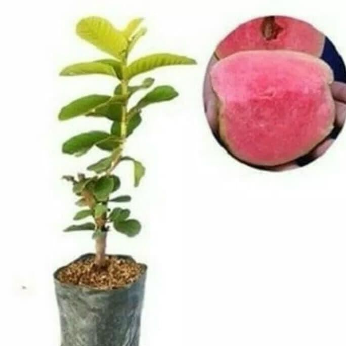 

Terlaris Bibit Jambu Sukun Merah Non Biji