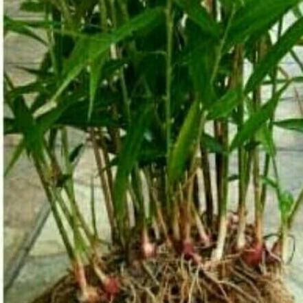 

Terlaris Bibit Tanaman Jahe Merah Tinggi 10-20Cm