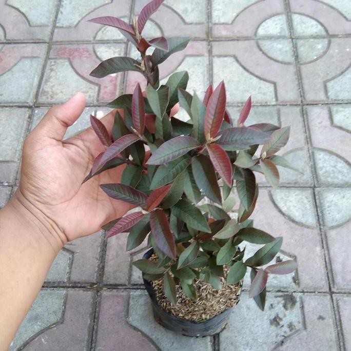 

Terlaris Bibit Tanaman Buah Jambu Hitam / Manggis
