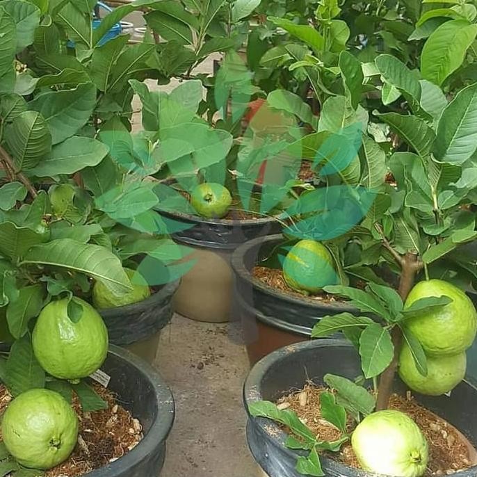 

Terlaris Bibit Tanaman Buah Jambu Kristal Putih-Bibit Jambu Crystal Putih Asli