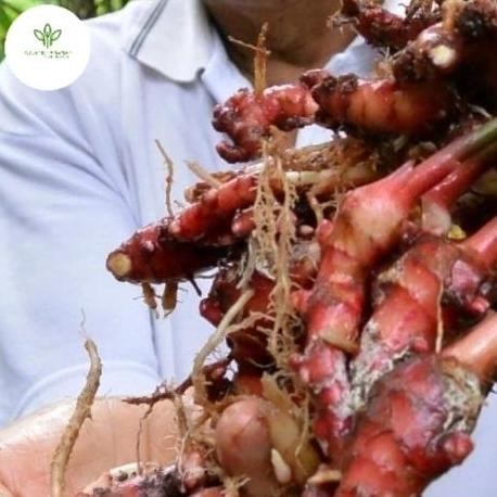 

Terlaris Bibit Jahe Merah - Benih Pohon Obat Herbal