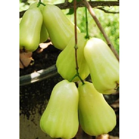 

Terlaris Bibit Jambu Madu Deli Super Manis "Semanis Madu" | Gbb