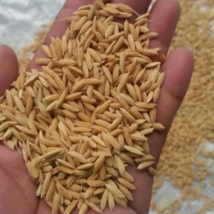 

Terlaris Bibit Padi Unggul Kabir 07 / Bibit Padi Pulen 500 Gram