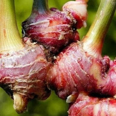 

Terlaris Bibit Tanaman Jahe Merah Unggul