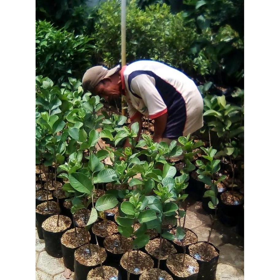 Terlaris Bibit Jambu Merah Non Biji - Bibit Jambu Merah - Jambu Merah