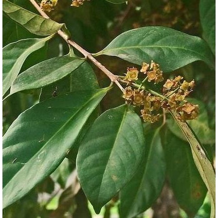 

Terlaris Bibit Tanaman Pohon Buah/Herbal/Bumbu Pohon Daun Salam Dddd
