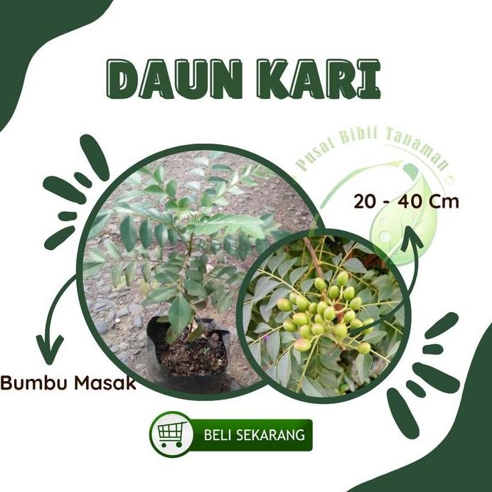 

Terlaris Bibit Tanaman Daun Kari Salam Koja Bumbu Masak Asli Hidup 20 - 40Cm Kualitas Terbaik