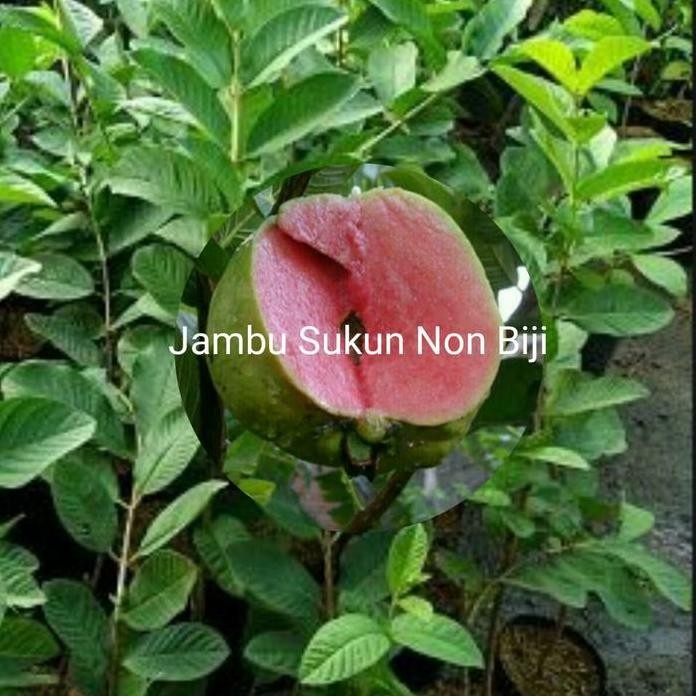 

Terlaris Bibit Jambu Sukun Merah Non Biji