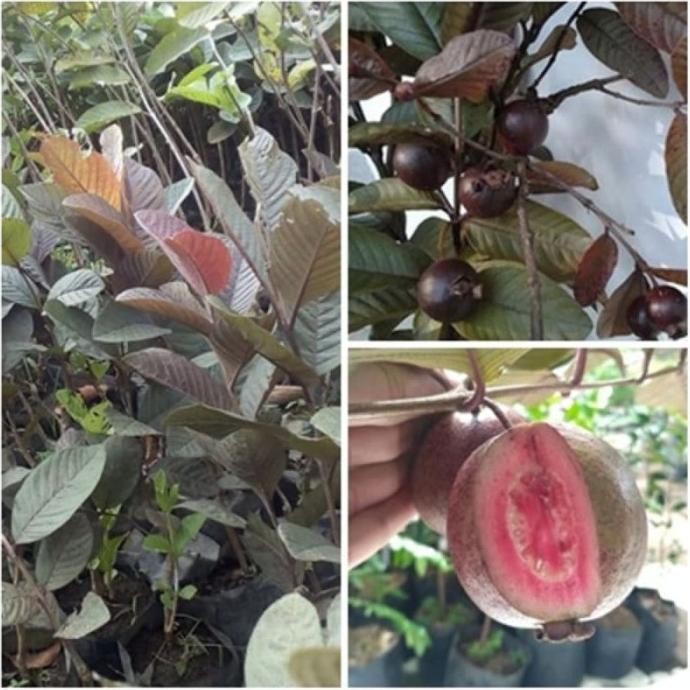 

Terlaris Bibit Jambu Biji Merah Australia