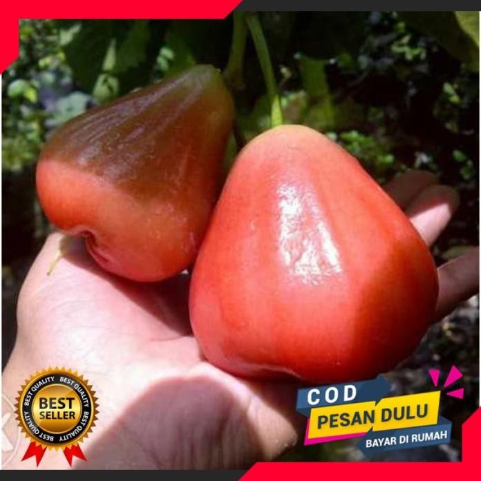 

Terlaris Bibit Jambu Air Bajang Leang