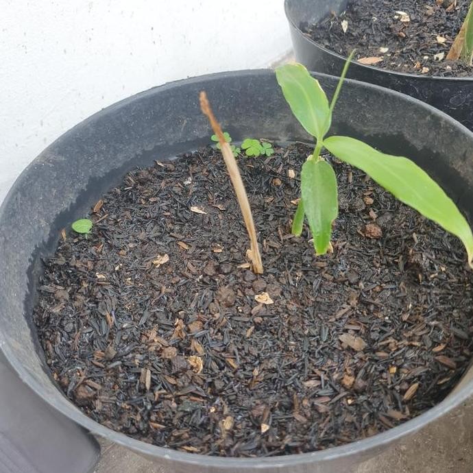 

Terlaris Tanaman Jahe / Bibit Jahe