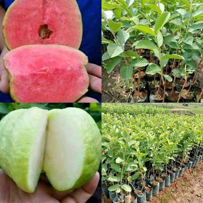 

Terlaris Paket Murah 2 Bibit Tanaman Jambu Kristal Putih Dan Merah Tanpa Biji