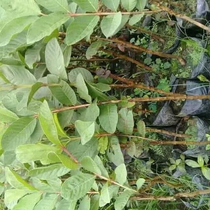 

Terlaris Paket 10 Bibit Tanaman Hidup Buah Jambu Kristal Non Biji