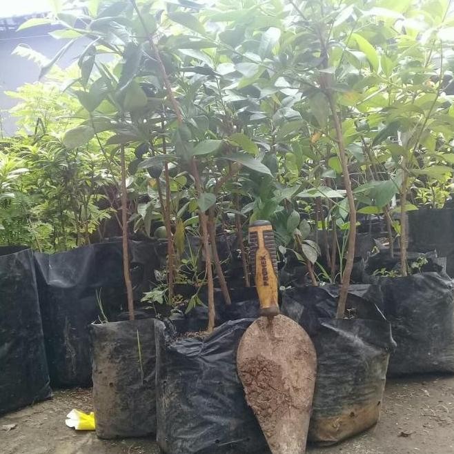 

Terlaris Bibit Pohon Salam/Tanaman Herbal Daun Salam