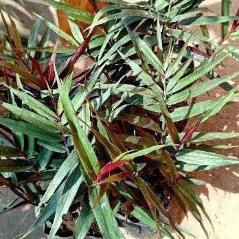 

Terlaris Bibit Jahe Hitam Wulung Super