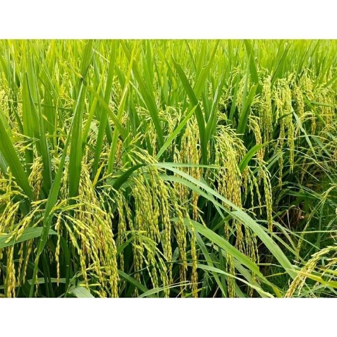 

Terlaris Bibit Benih Padi Unggul Ngaos Mawar Aromatik Terbaru Kemasan 5Kg Original