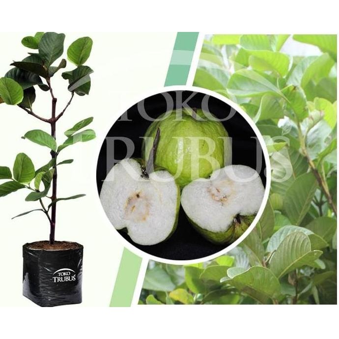 

Terlaris Bibit Tanaman Buah Jambu Biji Mutiara