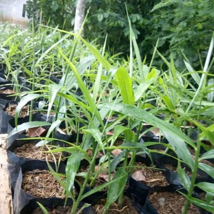 

Terlaris Bibit Jahe Gajah,Jahe Gajah Super,Tanaman Herbal,Jahe Gajah Unggul