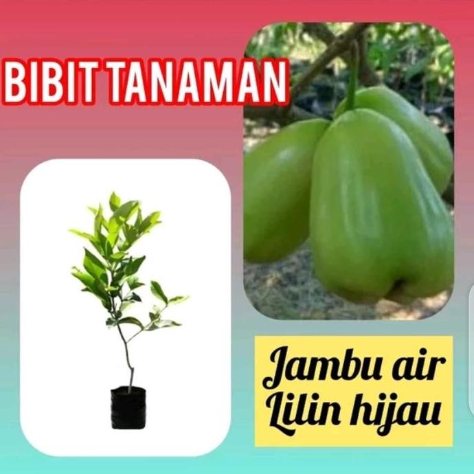 

Terlaris Bibit Jambu Lilin Hijau Asli