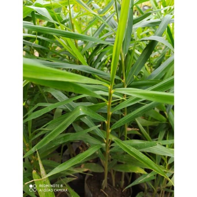 

Terlaris Terlaris Bibit Jahe Emprit Beli 10 Gratis 1 Elegan