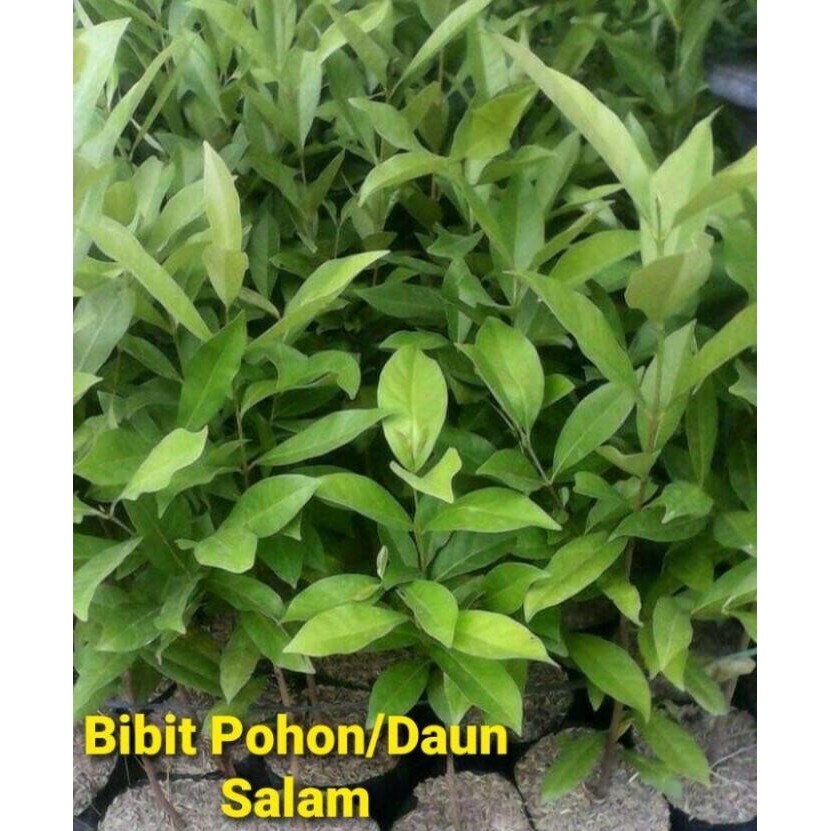 

Terlaris Murah Daun Salam || Bibit Pohon