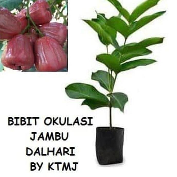 

Terlaris Bibit Tanaman Pohon Jambu Dalhari Bibit Jambu Air Dalhari Okulasi