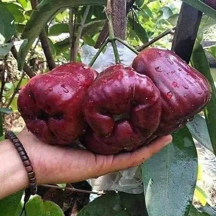 

Terlaris Bibit Tanaman Buah Jambu Air Dalhari Cangkok Cepat Berbuah