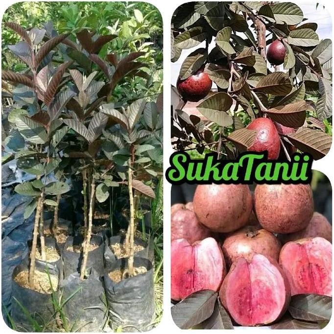 

Terlaris Bibit Jambu Australia Okulasi / Bibit Jambu Kristal Red Australia Okulasi Cepat Berbuah