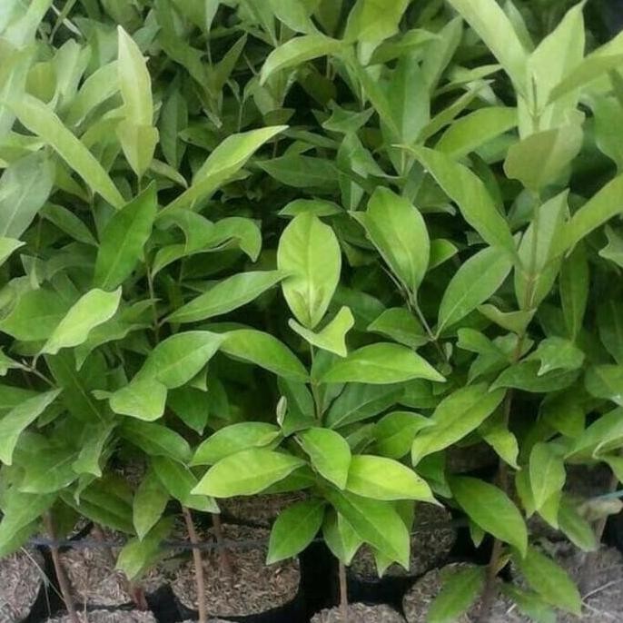 

Terlaris Bibit Daun Salam Bumbu Dapur 1 Paket Isi 10 Ad