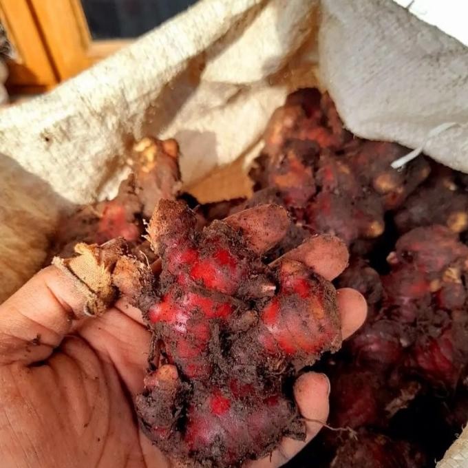 

Terlaris Tanaman Jahe Merah/Bibit Tanaman Jahe Merah Rudrwo 4788Fq