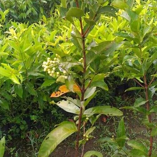 

Terlaris Bibit Jambu Air Bajang Leang