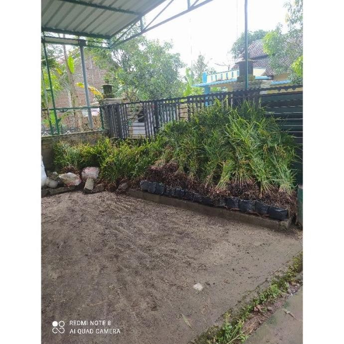 

Terlaris Bibit Jahe Merah Super Siap Tanam 1 Isi (100) Batang Onevlq 3147Vx