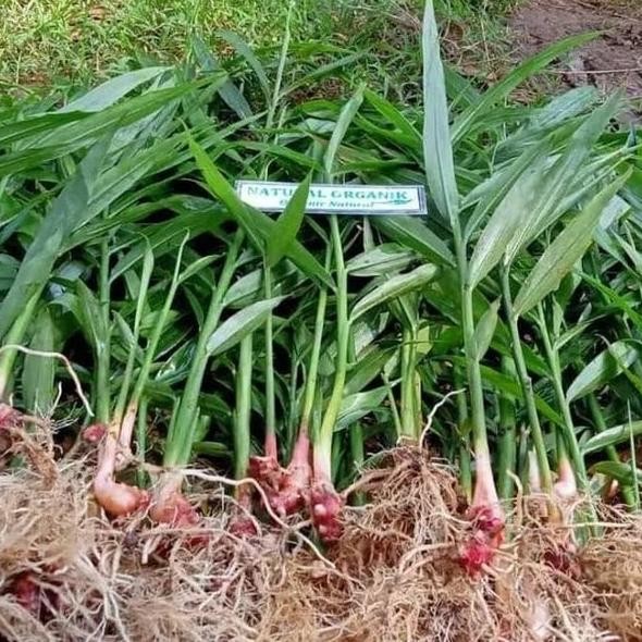 

Terlaris Unik Ready Paket 5 Bibit Jahe Merah Super Dijamin Berkualitas