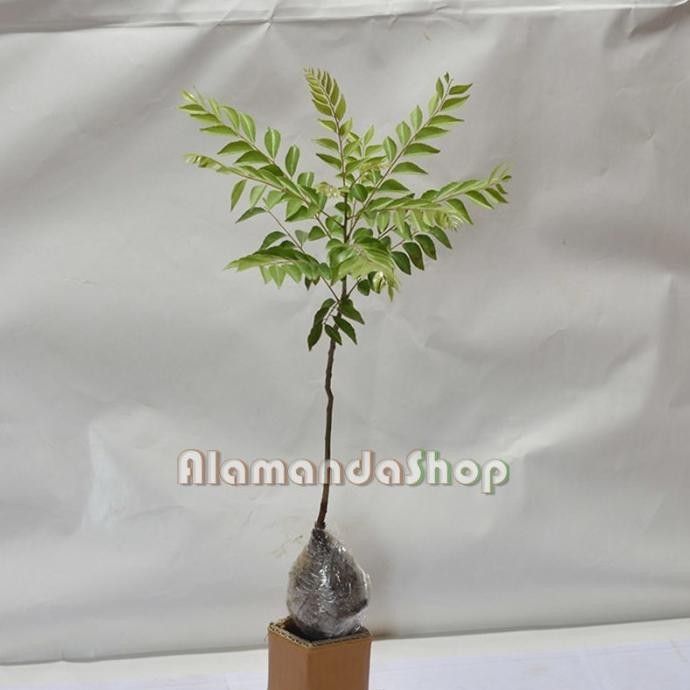 

Terlaris (Masterpice) Bibit Bunga Daun Curry ( Salam Koja )