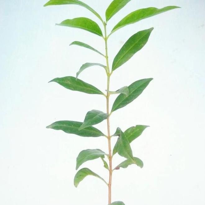 

Terlaris Diskon Tanaman Herbal Daun Salam/Bibit Tanaman Daun Salam