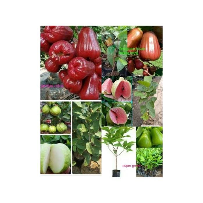 

Terlaris Bibit 5 Paket Jambu Air N Biji