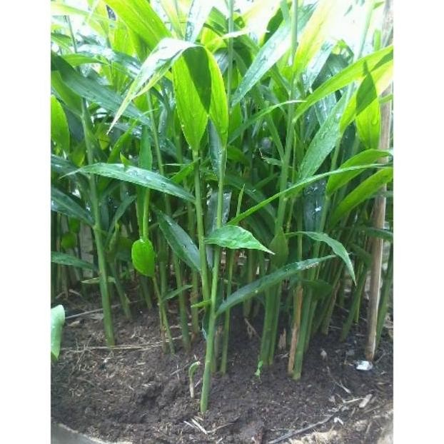 

Terlaris Sedia Readyy Bibit Tanaman Jahe Gajah Organik Pohon Ting Suydsa 8702Eu