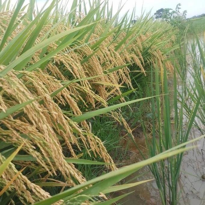 

Terlaris Benih Padi Sigupai Ua11 Kemasan 5Kg