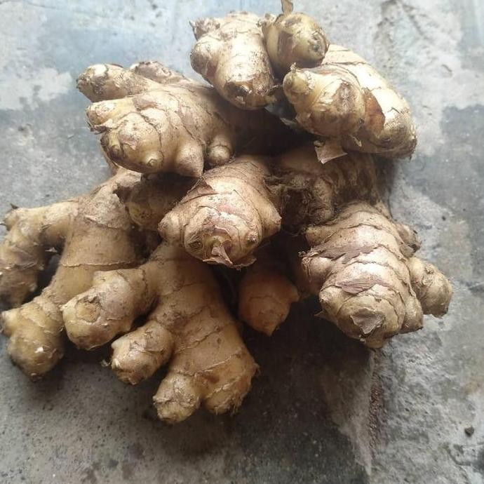 

Terlaris Bibit Tanaman Jahe Gajah Asli Unggul