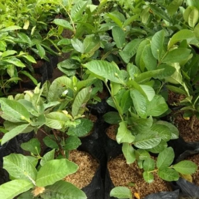 

Terlaris Pohon Jambu Kristal Sudah Berbuah Bibit Pohon Buah Jambu Kristal Tob1