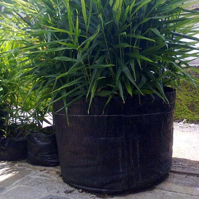 

Terlaris Bibit Jahe Emprit Herbal Super Siap Tanam